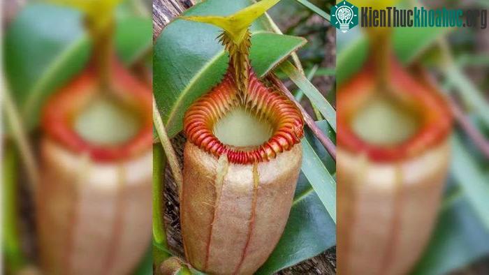 Cây ăn thịt động vật.