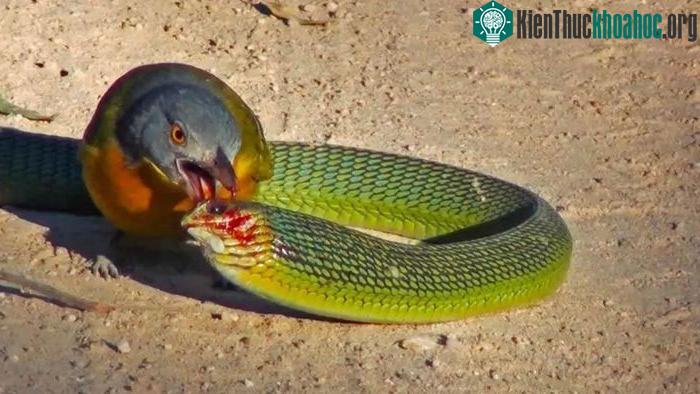 Chim bách thanh bụi đầu thích ăn nhất chính là mắt và ruột của con mồi.