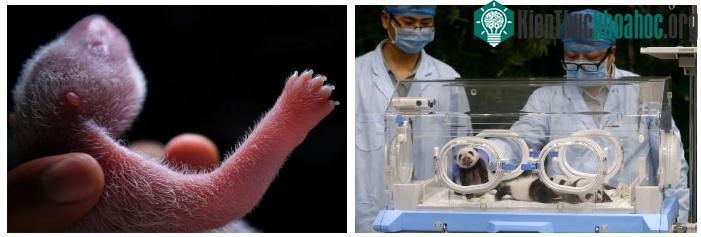 Các chú gấu trúc con thường xuyên được "kiểm tra sức khỏe" định kỳ