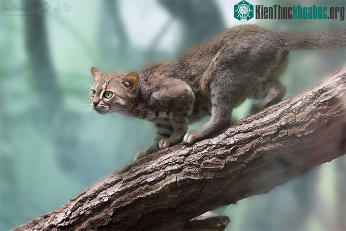 Mèo đốm sẫm Prionailurus rubiginosus.