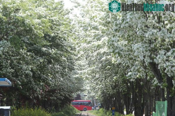 Hoa lưu tô dọc hai bên tuyến đường sắt thuộc Jeonju, tỉnh Bắc Jeolla, Hàn Quốc.