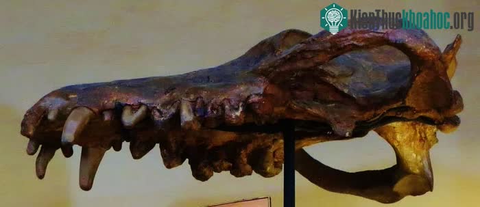 Andrewsarchus sống vào thời điểm loài động vật có vú mới bắt đầu đạt được kích cỡ khổng lồ