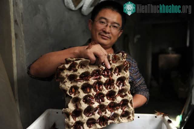 Việc toàn bộ các loài gián biến mất có thể phá hủy sự cân bằng mong manh của môi trường
