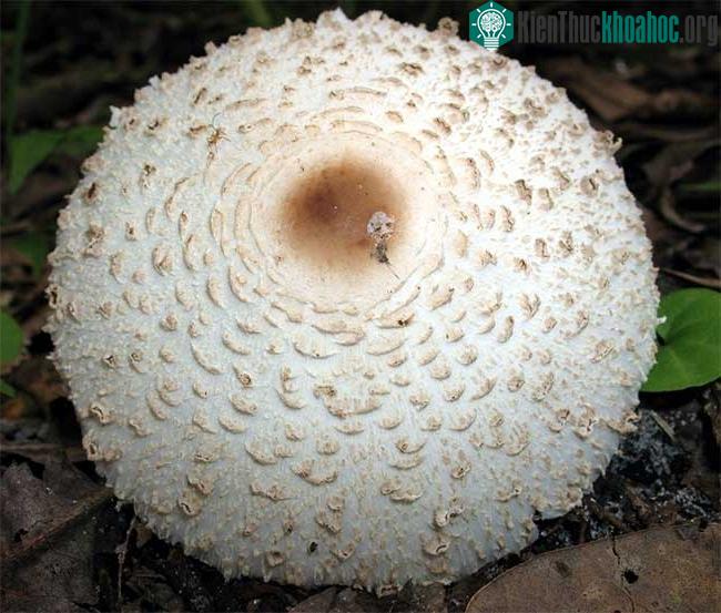 Nấm ô tán trắng phiến xanh