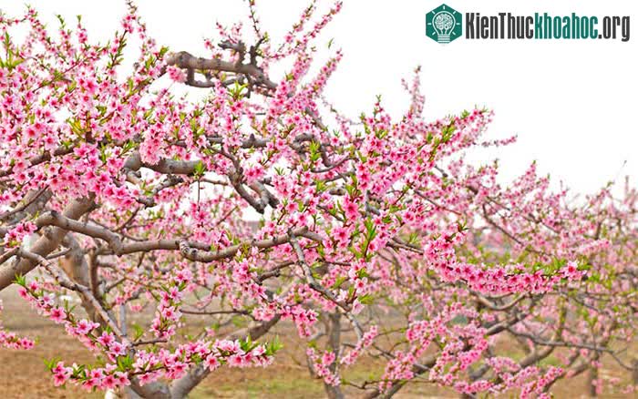 Cứ thấy hoa đào là thấy Tết.&nbsp;