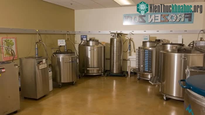 Tại Sở thú đông lạnh, các mẫu vật được giữ trong bể đông lạnh.