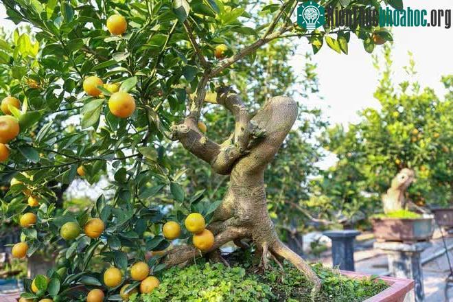 Tuỳ thuộc vào lượng rễ mỗi cây mà nhà vườn tạo hình theo nhiều dáng khác nhau.