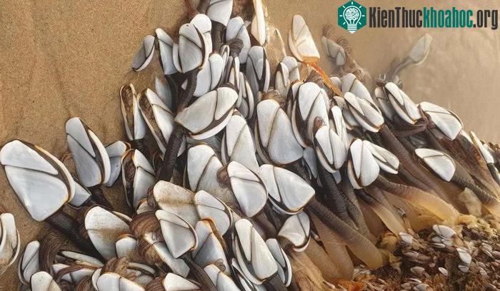 Hà ngỗng có giá lên tới gần 100 USD mỗi kg.