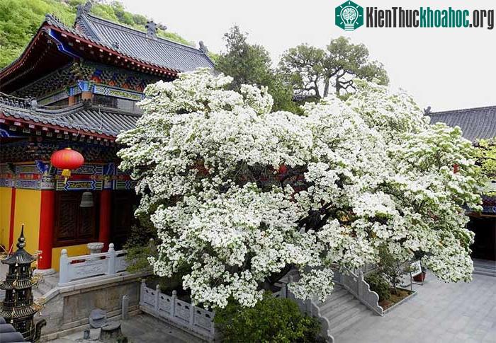 Cây hoa lưu tô hơn 800 năm tuổi vô cùng nổi tiếng