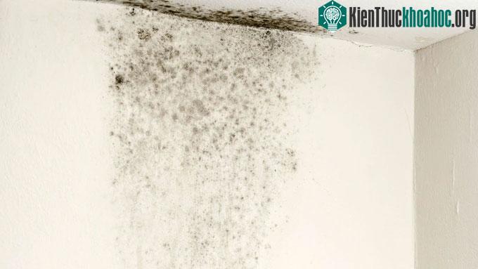 Nấm mốc rất dễ sinh sôi nảy nở trong điều kiện trời nồm ẩm kéo dài.