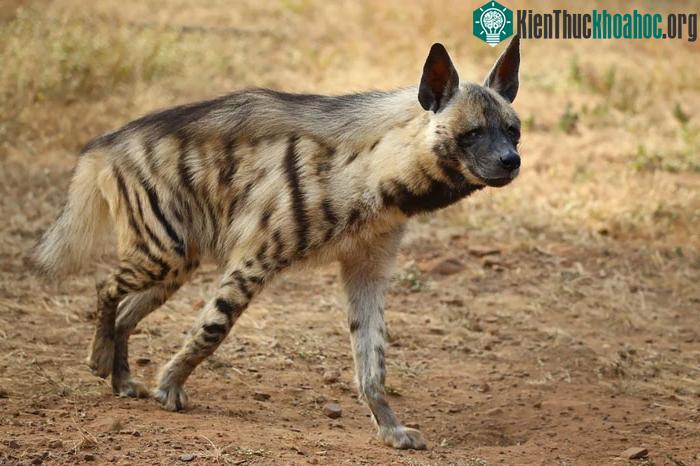 Linh cẩu là một họ riêng biệt trong bộ Carnivora (Bộ Ăn thịt).