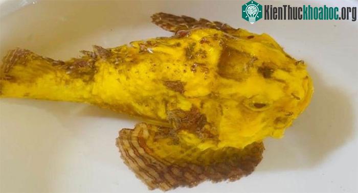 Mục sở thị cá mặt quỷ "đột biến" ở đảo Lý Sơn ảnh 2