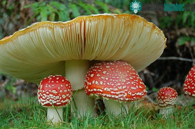 Các loài nấm độc thường dễ nhận diện thông qua màu sắc sặc sỡ.