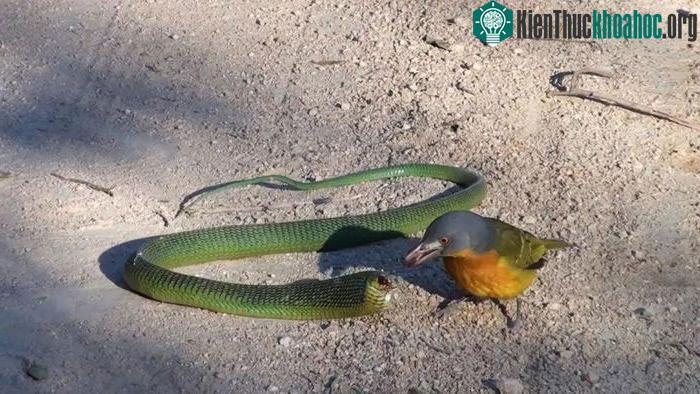 Loài chim sát thủ chọc mù mắt và hạ gục rắn độc Châu Phi trong chớp mắt ảnh 2