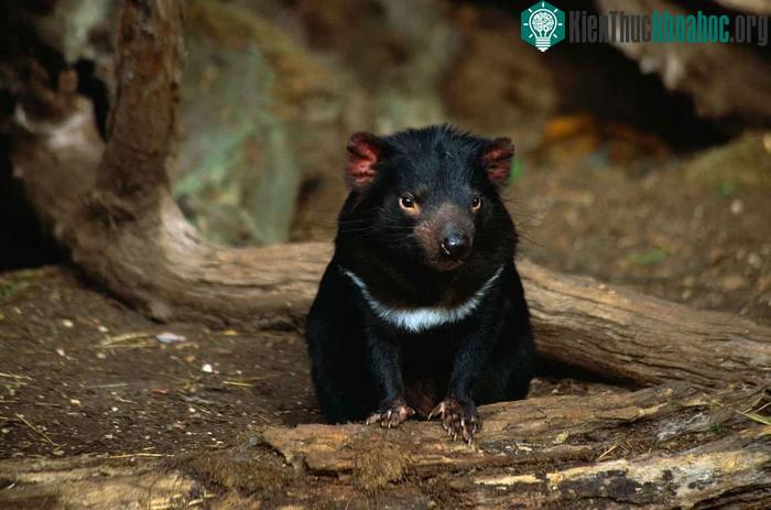 Quỷ Tasmania ăn rất nhiều