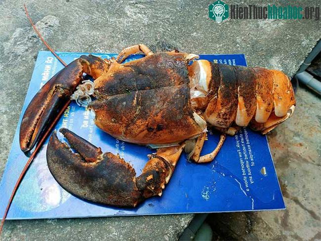 Phần vỏ tôm hùm có màu đỏ và đen của rêu bám.