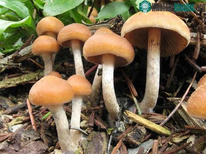 Nấm thức thần