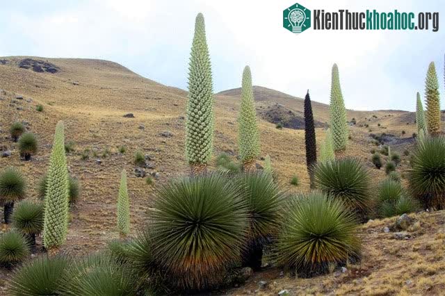 Hoa của Puya Raimondii chỉ nở khi cây đã được 100 đến 150 tuổi.
