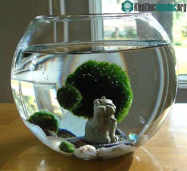Marimo dạng cầu cũng đóng vai trò là phương tiện cho giáo dục môi trường.