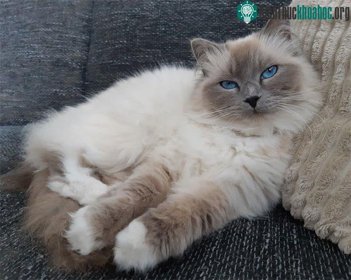 Mèo Ragdoll