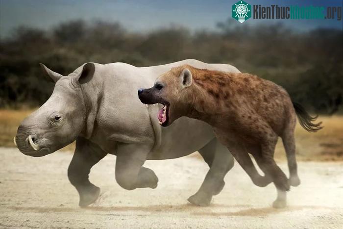 Dinocrocuta có khả năng cũng là loài ăn xác thối và kẻ săn mồi cơ hội như linh cẩu hiện đại
