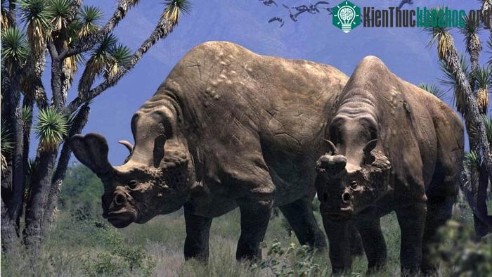 Embolotherium sống vào cuối Kỷ nguyên Eocene ở Đông Á.