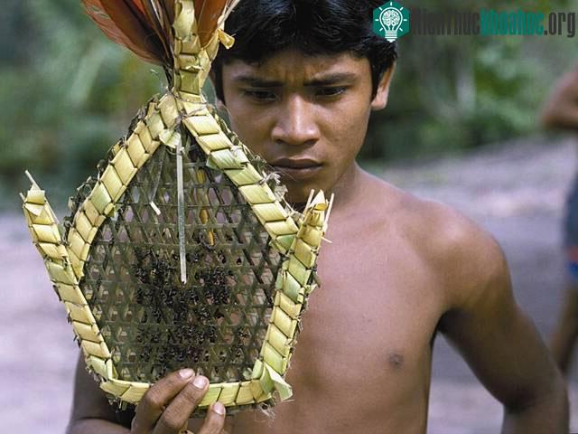 Chiến binh Sateré-Mawé dùng nọc của kiến đạn cho nghi thức trưởng thành của thanh niên