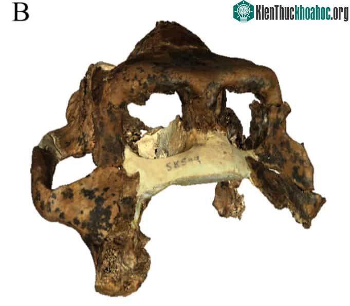 Dinopithecus có khả năng sống theo nhóm có thể lên tới hàng chục cá thể.
