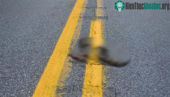 Nghề thu dọn xác động vật chết trên phố