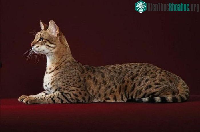 Loài mèo được tạo ra trong phòng thí nghiệm, giá lên đến hàng tỷ đồng/con ảnh 3