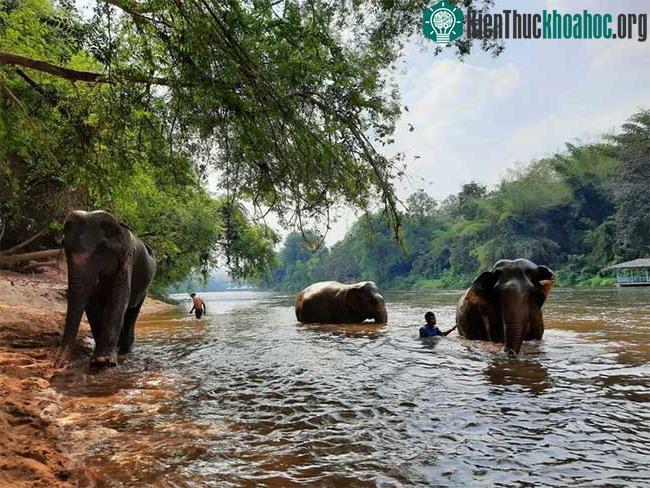 Chúng ta phải bảo vệ voi nếu muốn bảo tồn đa dạng sinh học rừng để chống biến đổi khí hậu.