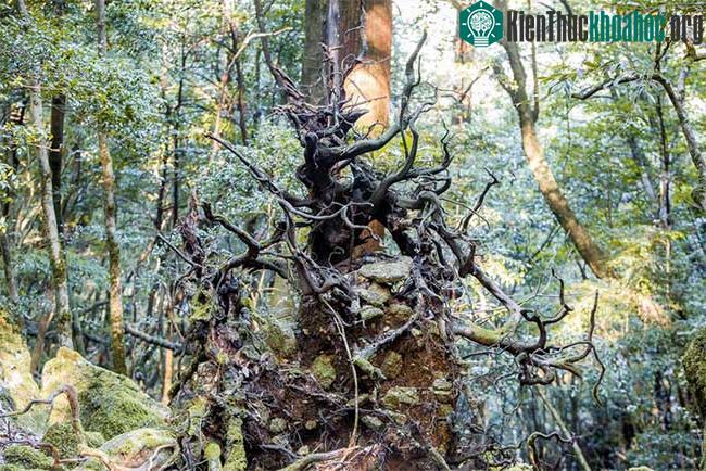 Đường đến Yakushima.