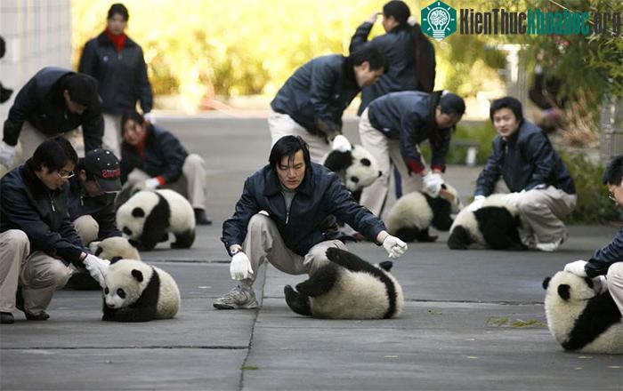 Nhân viên gây giống đang chơi với gấu trúc con, ảnh được chụp năm 2007.