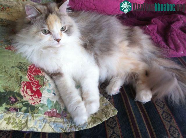 Mèo Ragamuffin