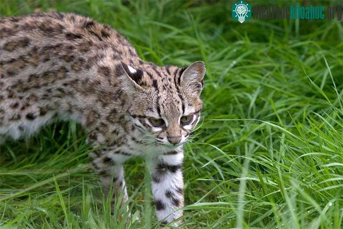 Mèo đốm nhỏ Leopardus tigrinus.