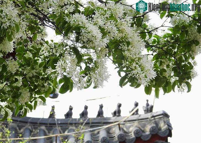 Cây hoa lưu tô hơn 800 năm tuổi vô cùng nổi tiếng