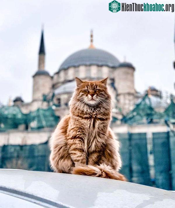 Vị trí không ngờ của mèo với Hồi giáo và thế giới Ả rập ảnh 4