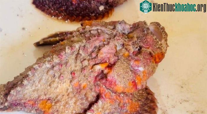 Những con cá mặt quỷ bình thường sẽ có thân hình tối sẫm, đóng rêu và loang lổ.