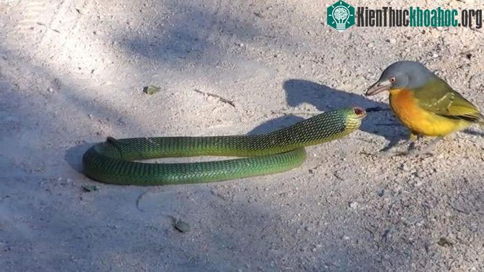 Chim bách thanh bụi đầu thích ăn nhất chính là mắt và ruột của con mồi.
