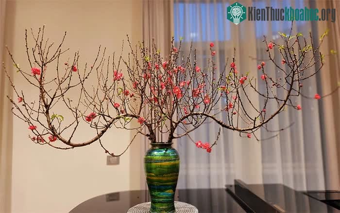 Tục lệ trưng hoa đào ngày Tết Nguyên đán ở đất Bắc đã có từ lâu.