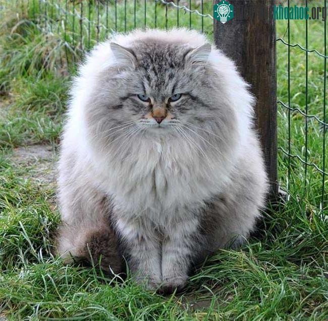 Mèo Siberian