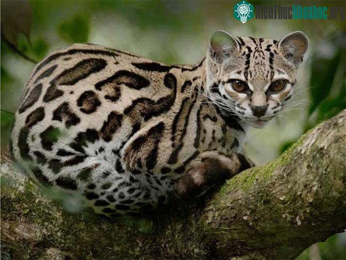 Mèo đốm margay.