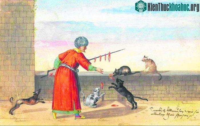 Mèo được nhiều người Ả Rập và tín đồ Hồi giáo lẫn phi Hồi giáo coi là thú cưng sạch sẽ.