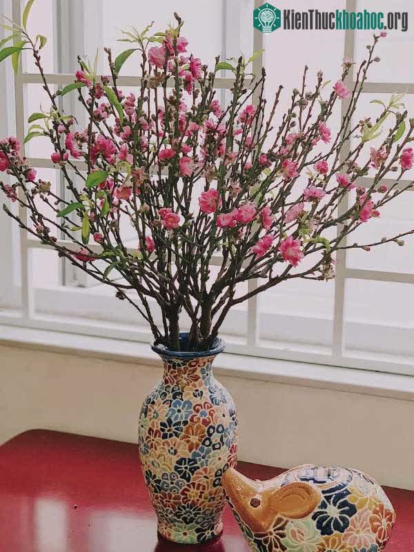Từ miền quê đến thành phố, từ đồng bằng đến miền rẻo cao, sắc hồng hoa đào tô thắm khắp nơi.