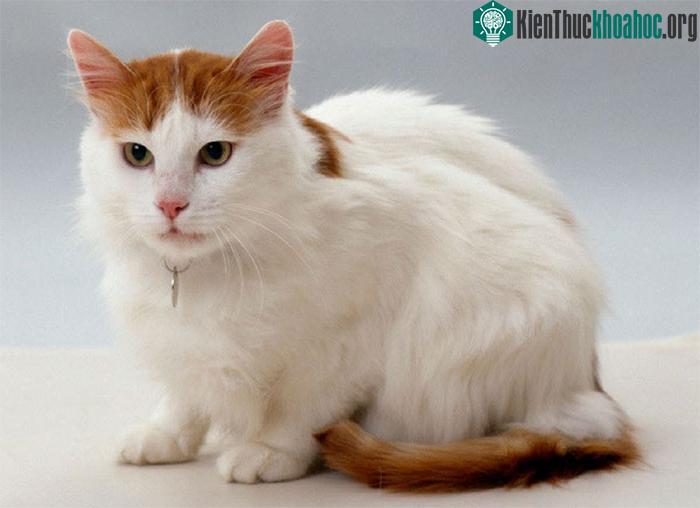 Mèo Turkish Van