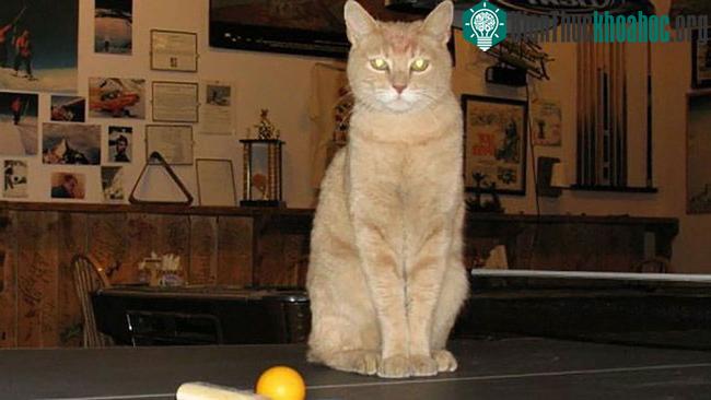 Mèo thị trưởng Stubbs