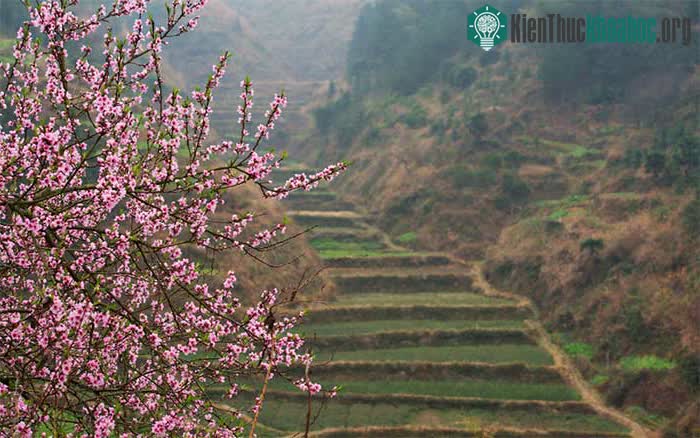 Những cành đào, biểu tượng của sức sống và trường thọ.