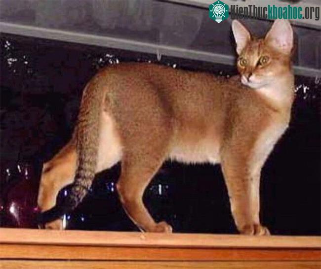 Mèo Chausie