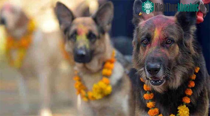 Lễ hội Kukur Tihar