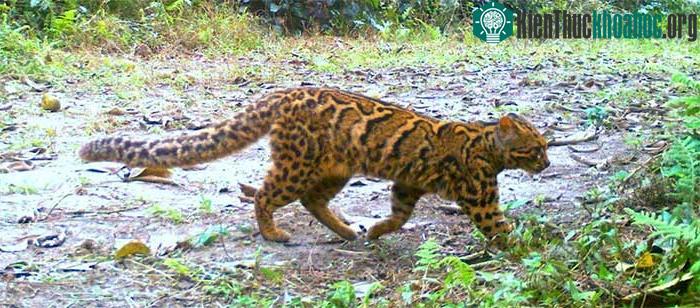 Mèo gấm Pardofelis marmorata.